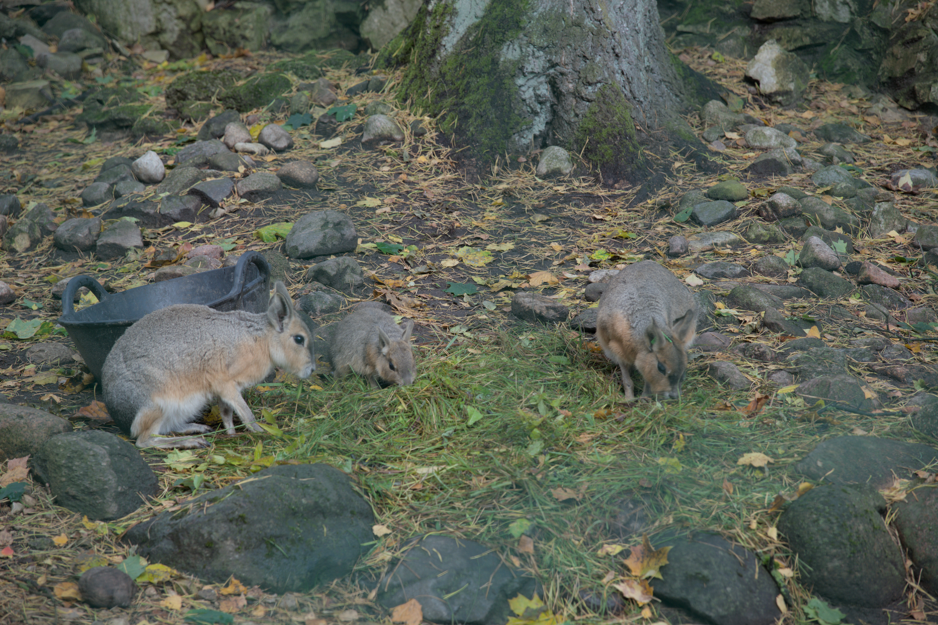2025/10/12 - zoo/DSC_0010.jpg